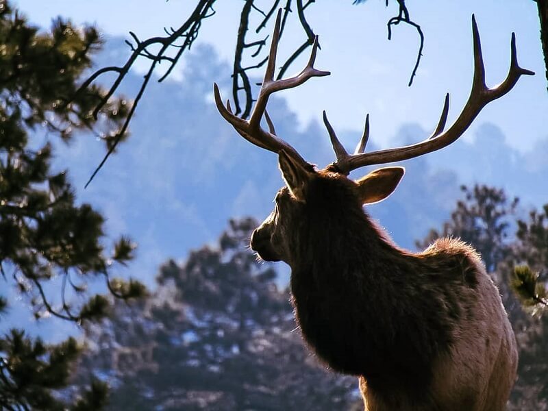 elk with large antlers