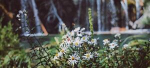 flowers growing at Hanging Lake