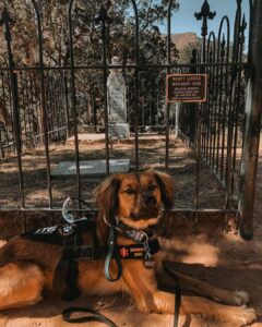 Doc the Dog @ Doc Holliday's Grave