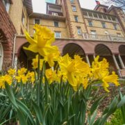 daffodils at Hotel Colorado