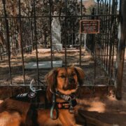 Leashed dog by Doc Holliday Memorial