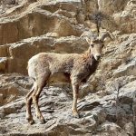 Big horn sheep in Glenwood Canyon