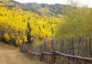 Scenic drive amongst the aspens 